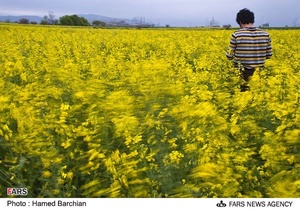 مزرعه دانه های روغنی کلزا در استان گلستان