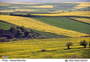 مزرعه دانه های روغنی کلزا در استان گلستان