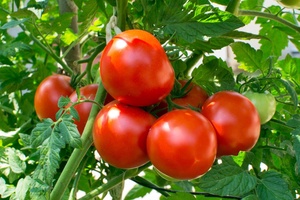 گوجه