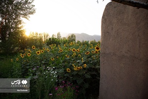 خوی شهر آفتابگردان ها