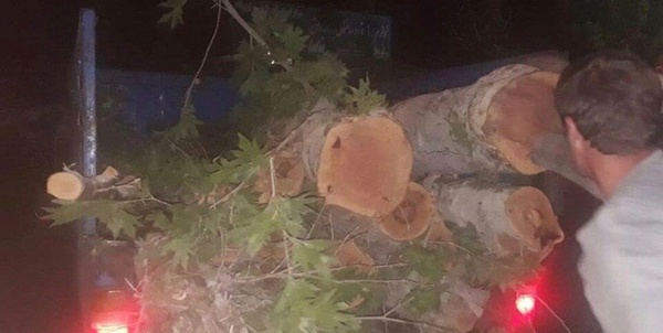 درخت ورامین
