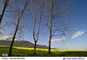 مزرعه دانه های روغنی کلزا در استان گلستان