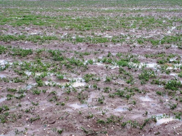 سرمازدگی