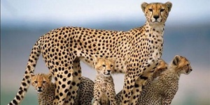 یوز