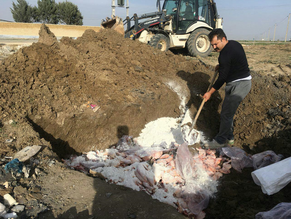 دامپزشکی