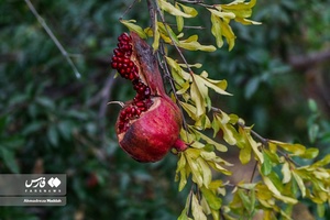 برداشت انار از باغات «فاروق» 