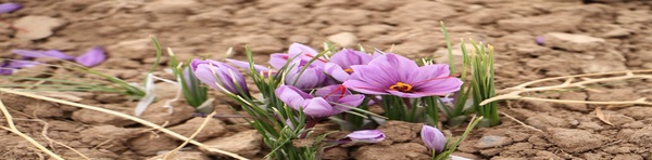 زعفران