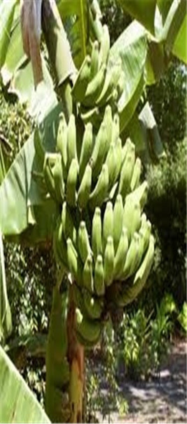 موز