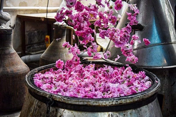 گلاب گیری کاشان