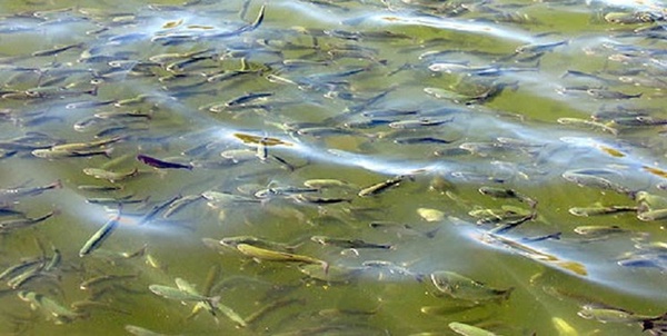 بچه ماهی