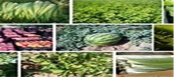 کشاورزی
