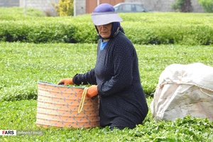 عکس| آغاز برداشت برگ سبز چای ایرانی