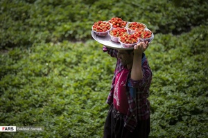  توت فرنگی یکی محصولات باغی  از روستاهای منطقه هورامان است