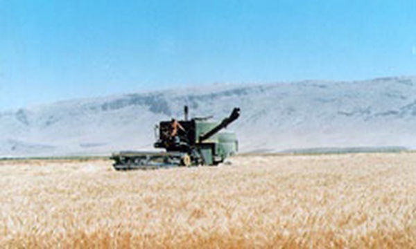 کشاورزی