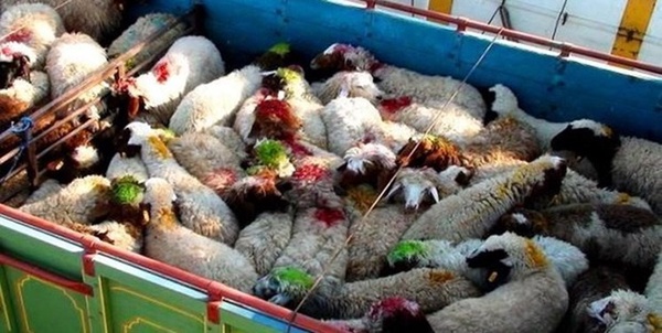 قاچاق دام
