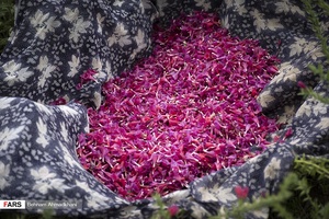 نمونه‌ای از گیاه گل‌گاوزبان  تازه برداشت شده. پیش از خشک کردن.