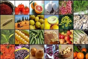 محصولات کشاورزی گیلان