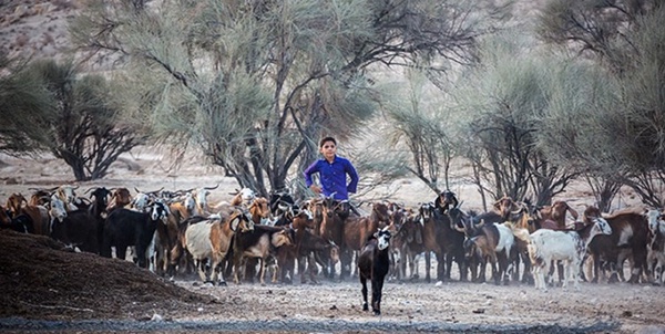 عشایر