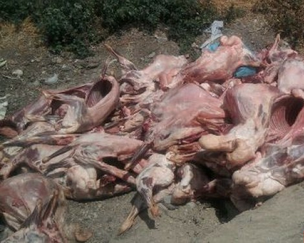 معدوم سازی گوشت