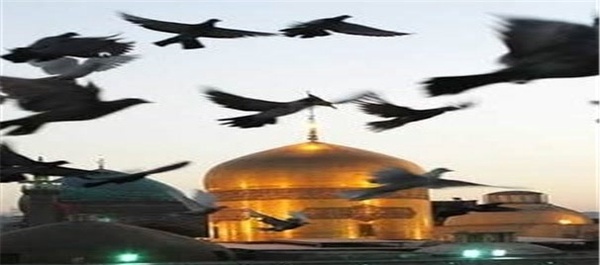 کبوتر حرم امام رضا