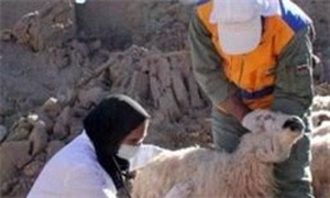 واکسیناسیون دامپزشکی