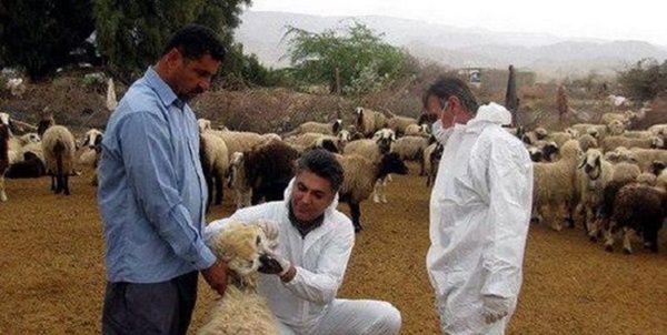 دام
