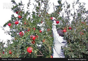 برداشت انار در باغات نی ریز استان فارس