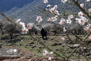 روستای الیف در شهر کمارج کازرون