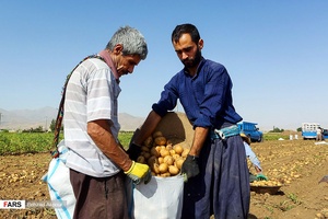 برداشت سیب‌زمینی که از اوایل تیرماه در استان همدان آغاز شده است.