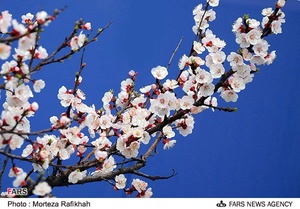 شکوفه‌های بهاری در آستانه اشرفیه