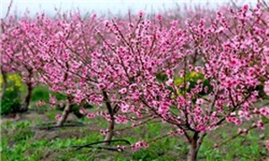 شکوفه های بهاری