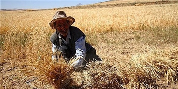 گندم، مزعه، زراعت، کشاورزی
