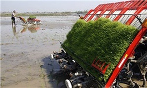 نشاءکاری مکانیزه برنج در بابلسر