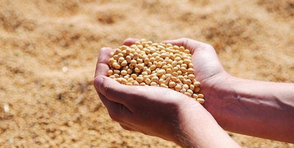 نهاده دامی 