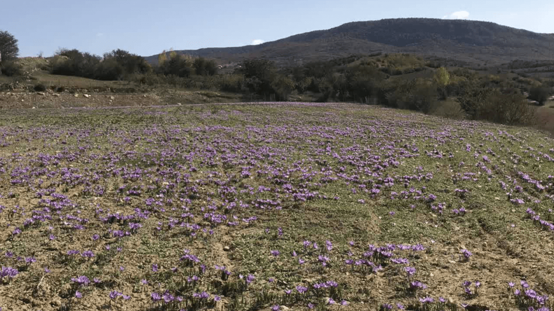 طلای سرخ در دل کوهستان‌های مازندران