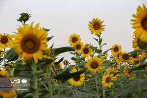 خوی شهر آفتابگردان ها