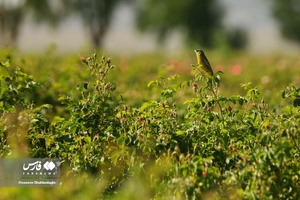 برداشت گل محمدی از مزارع قم
