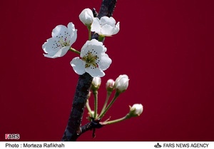 شکوفه‌های بهاری در آستانه اشرفیه