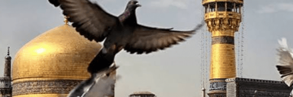 تصویر سربرگ نمایه‌ی ‌حامدرضا بیات‌