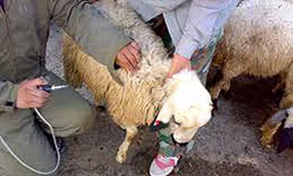 مایه کوبی دام