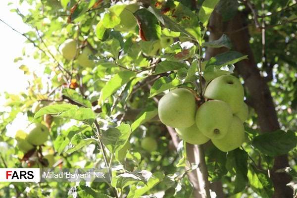 آغاز برداشت سیب و گردو در شهرستان پردیس