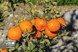 نارنگیِ  «سیاهو» 