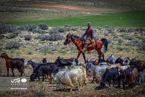 کوچ بهاره «عشایر فارس»