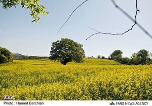 مزرعه دانه های روغنی کلزا در استان گلستان