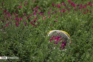 برداشت گل گاو زبان در گیلان