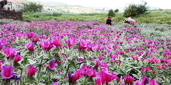 گیاهان دارویی نکا