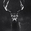 تصویر نمایه‌ی ‌TheReal Deer‌