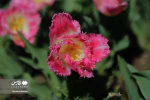  جشنواره «لاله های کرج»