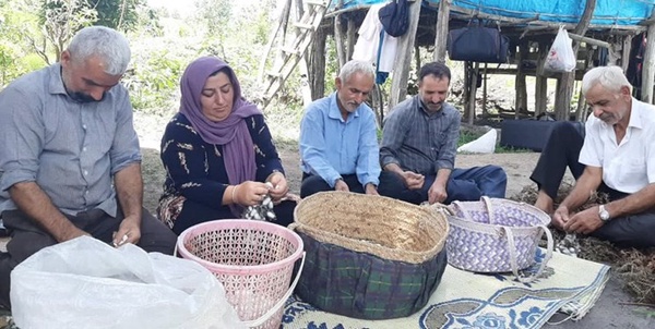 نوغان
