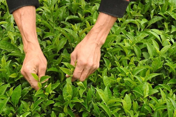 صنعت چای گیلان